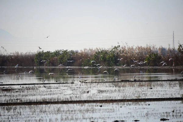 Herons Province Valencia Spain — Stock Photo, Image