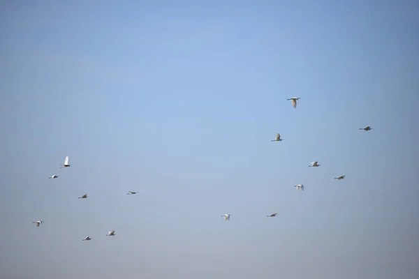 Hérons Dans Province Valence Espagne — Photo