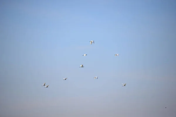 Hérons Dans Province Valence Espagne — Photo