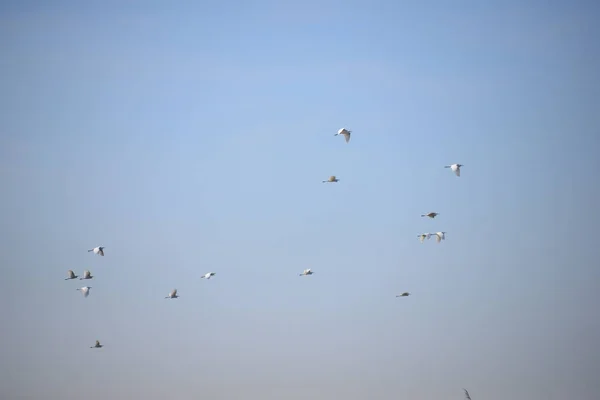 Hérons Dans Province Valence Espagne — Photo