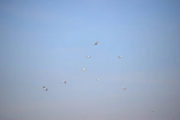 Garzas Pescadoras Provincia Valencia España —  Fotos de Stock