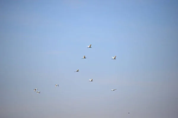 Garzas Pescadoras Provincia Valencia España — Foto de Stock