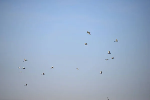 Hérons Dans Province Valence Espagne — Photo