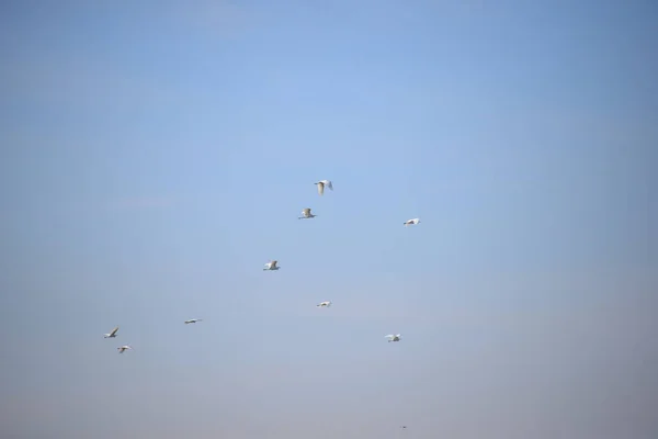 Garzas Provincia Valencia España — Foto de Stock