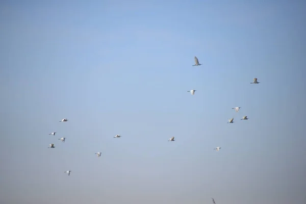 Hérons Dans Province Valence Espagne — Photo