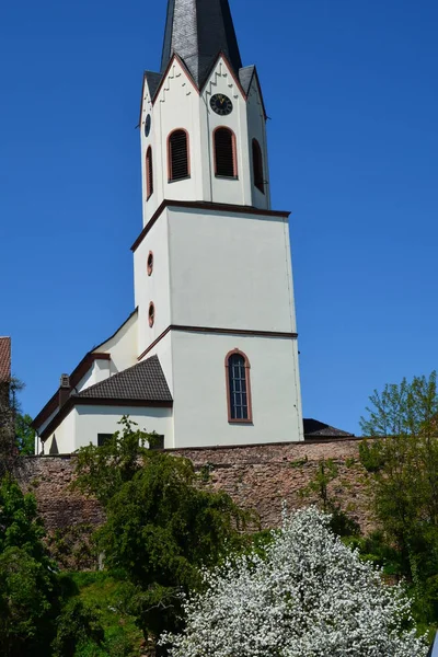 Trädstam Dyionysius Jockgrim — Stockfoto