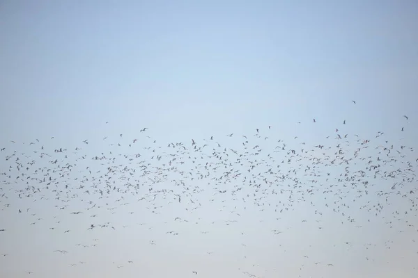 Hérons Dans Province Valence Espagne — Photo