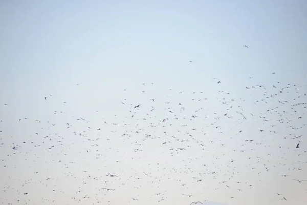 Herons Province Valencia Spain — Stock Photo, Image