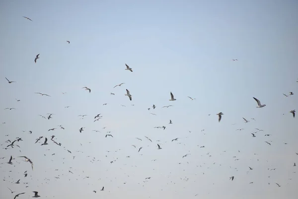 발렌시아 스페인 지역의 왜가리 — 스톡 사진