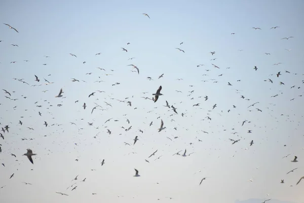 Herons Province Valencia Spain — Stock Photo, Image