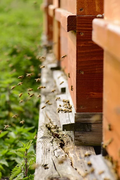 Méhkaptárak Méhekkel Légy Lyuknál — Stock Fotó