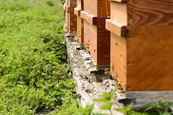 Colmenas Con Abejas Agujero Mosca —  Fotos de Stock