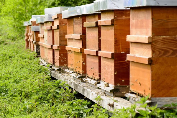 beehives with bees at the fly hole