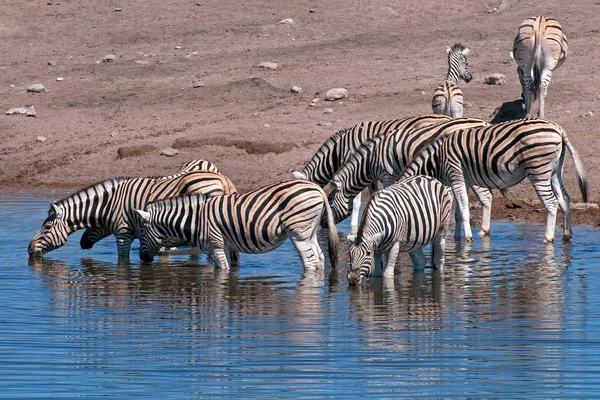 Zwart Wit Zebra Dieren Flora Fauna — Stockfoto