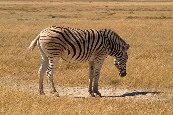 Preto Branco Listrado Zebra Animal Mamífero — Fotografia de Stock