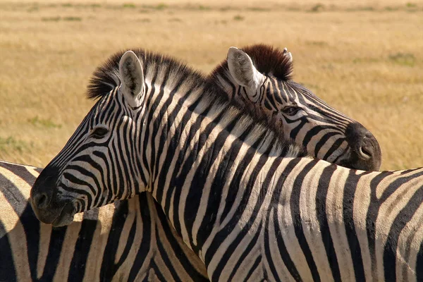Black White Zebras Animals Flora Fauna — Stock Photo, Image