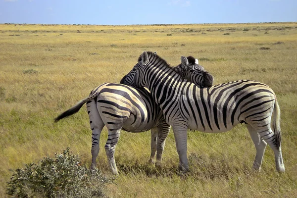 Schwarz Weiß Gestreiftes Zebratier Säugetier — Stockfoto
