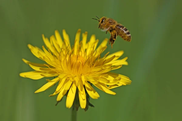 Nahaufnahme Von Insekten Der Natur — Stockfoto