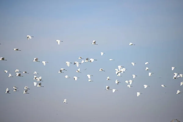 Reiher Der Provinz Valencia Spanien — Stockfoto