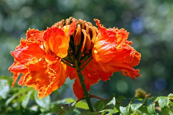 Schilderachtig Uitzicht Mooie Tulpenbloemen — Stockfoto