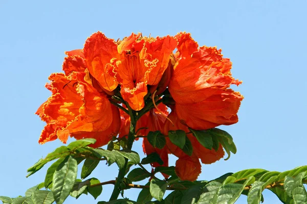 Vista Panorámica Hermosas Flores Tulipán —  Fotos de Stock