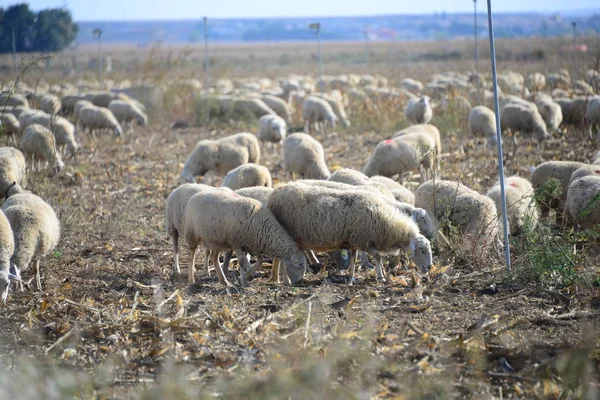 Owce Trawiaste Pastwisku Hiszpania — Zdjęcie stockowe