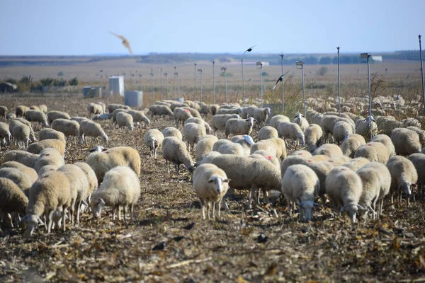 Weidende Schafe Auf Der Weide Spanien — Stockfoto