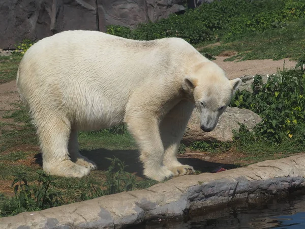 Predador Urso Polar Branco — Fotografia de Stock