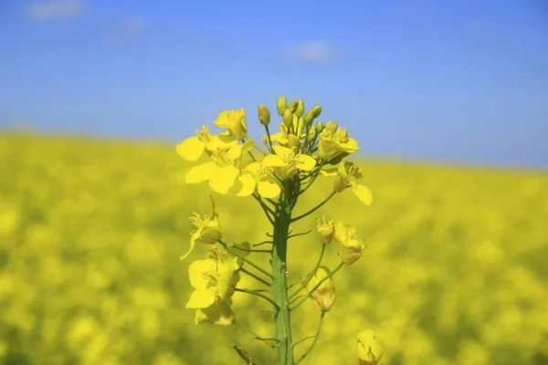 Singola Fioritura Colza Fronte Campo Colza Con Una Deliberata Sfocatura — Foto Stock