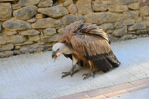 Gänsegeier Spanien — Stockfoto