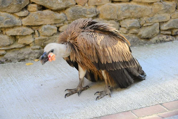 西班牙的鹅鹫 — 图库照片