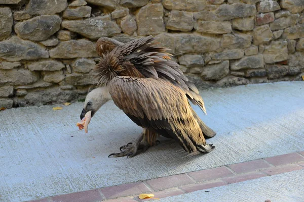 Gåsgamar Spanien — Stockfoto