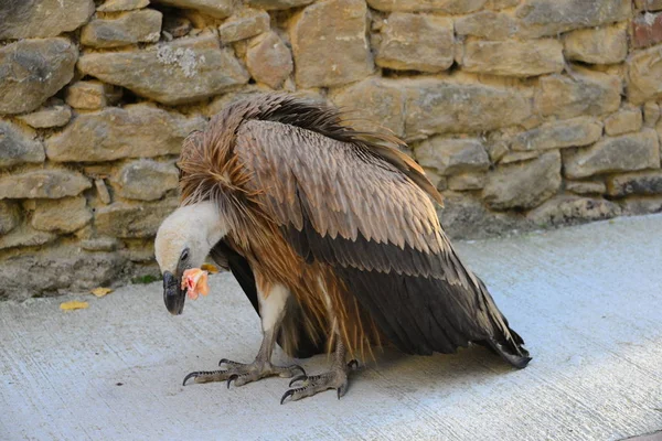 Pintoresco Pájaro Tema Disparo — Foto de Stock