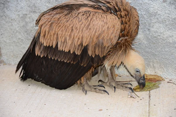 西班牙格里芬秃鹫 — 图库照片
