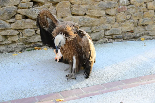 Buitre Leonado España — Foto de Stock