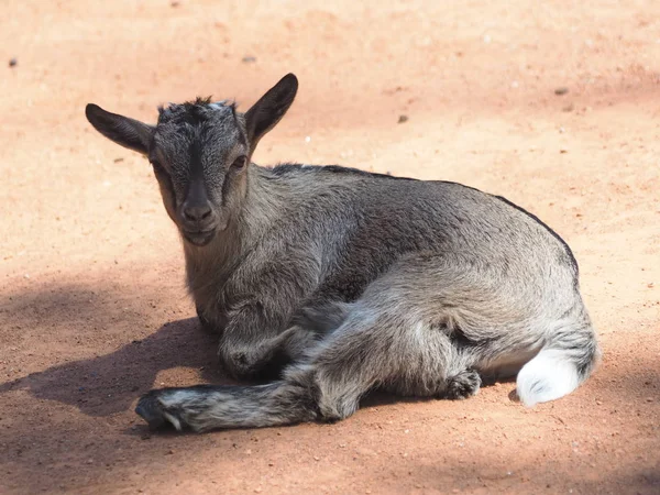 West Afrikaanse Dwerggeit — Stockfoto