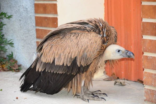 Buitre Leonado España — Foto de Stock