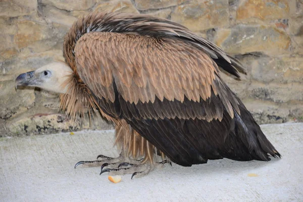 Griffon Vulture Španělsku — Stock fotografie