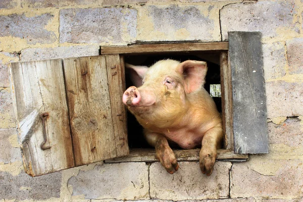 Cerdo Mira Por Ventana Del Cobertizo Granja Fotos De Stock Sin Royalties Gratis