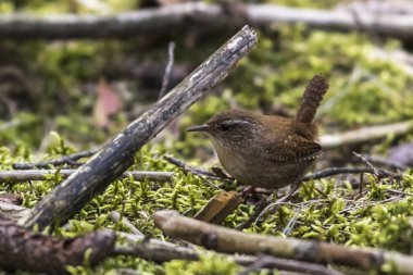 a wren on the forest floor clipart