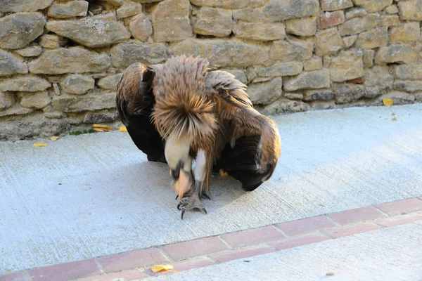 Spanya Kaz Akbabaları — Stok fotoğraf