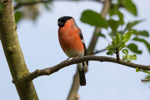 Bullfinch Siede Albero Bullfinch Seduto Albero — Foto Stock