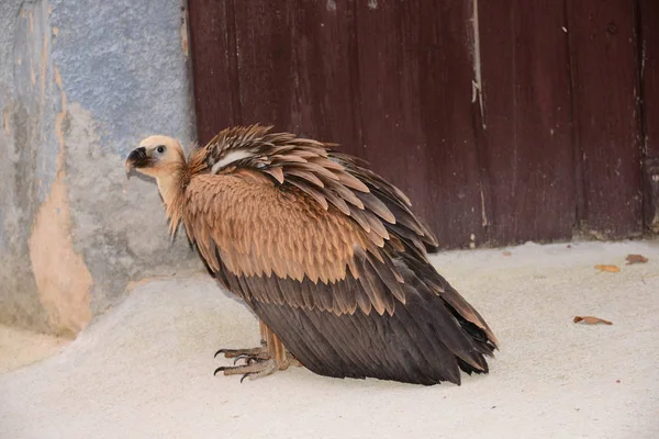 Griffon Vulture Španělsku — Stock fotografie