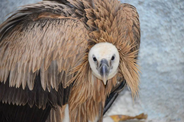 Griffon Gier Spanje — Stockfoto