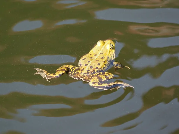 Grüner Speisefrosch Europäischer Frosch Gewöhnlicher Wasserfrosch — Stockfoto