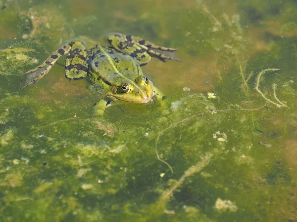 カエル両生類池動物 — ストック写真