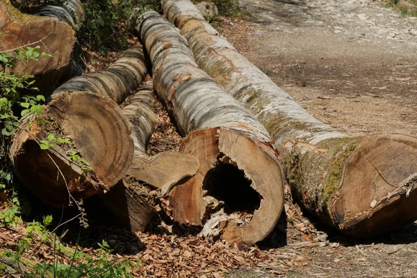 Plusieurs Troncs Arbres Sur Bord Route — Photo