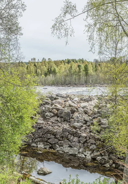 Río Umea Baggbole Suecia Con Árboles — Foto de Stock