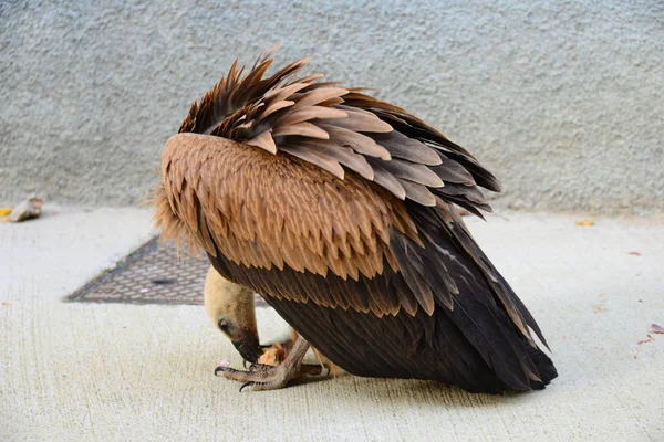 Pittoresker Vogel Themenschuss — Stockfoto