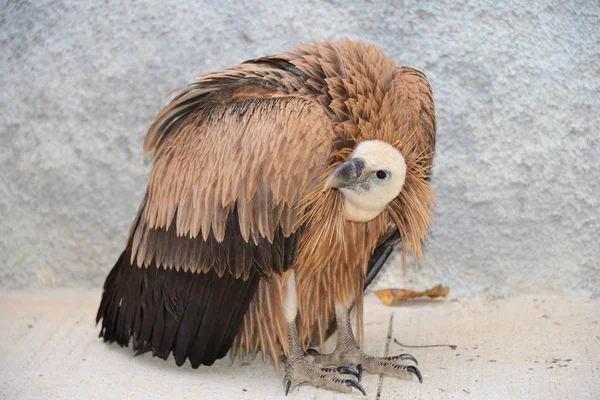 Griffon Vultures Spain — Stock Photo, Image